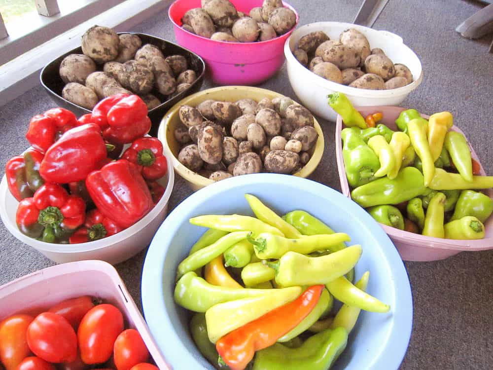 Vegetables, garden