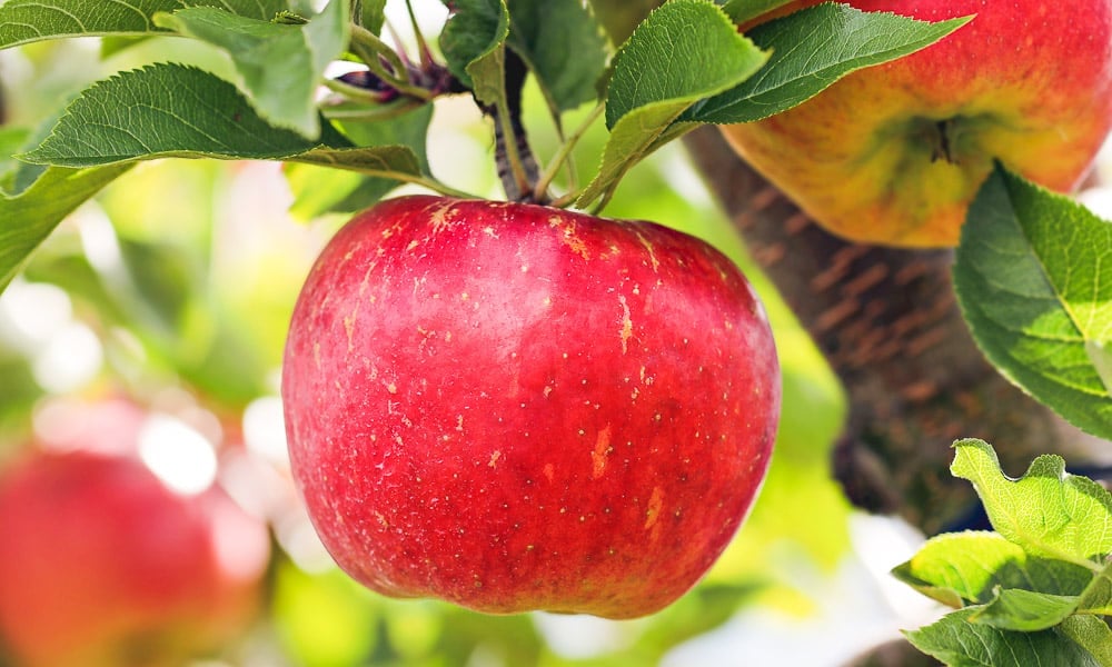 Vegetarian, Vegan, and Whole Food Plant Based - What's the difference, whole food plant based, apple